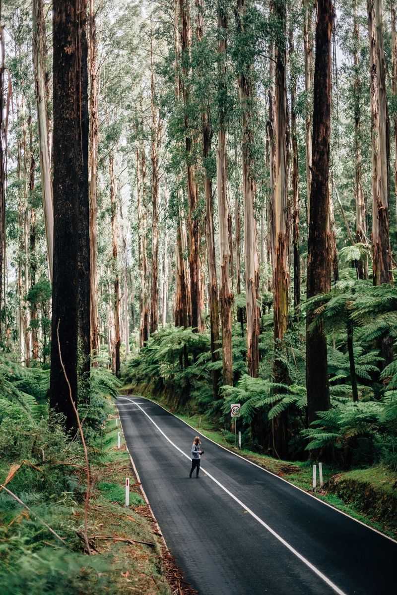 Yarra Ranges National Park, Reefton, Victoria, Australia Yarra Ranges National Park, Reefton, Victoria, Australia