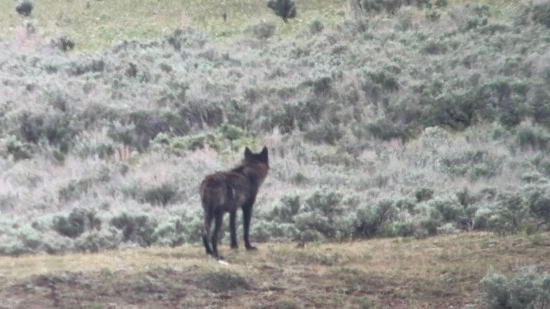 Yellowstone Wolf Tracker, Gardiner, Montana Yellowstone Wolf Tracker, Gardiner, Montana