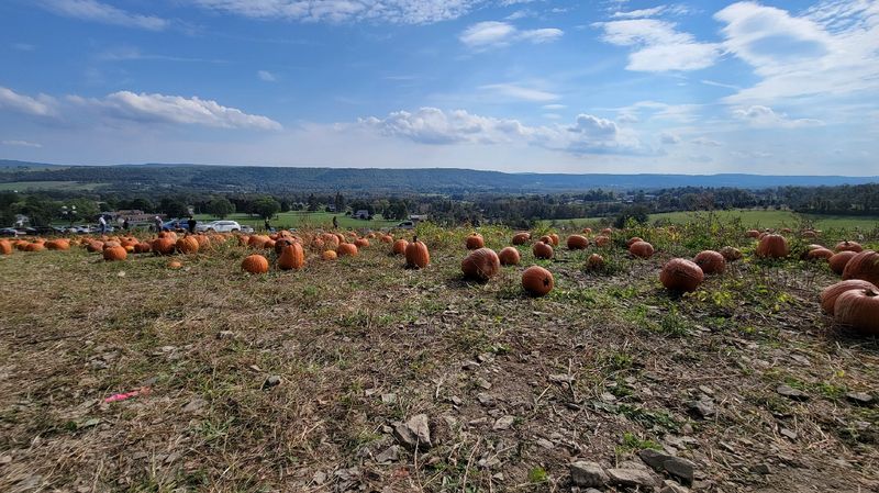 Yenser's Family Farm, Lehighton, Pennsylvania Yenser's Family Farm, Lehighton, Pennsylvania