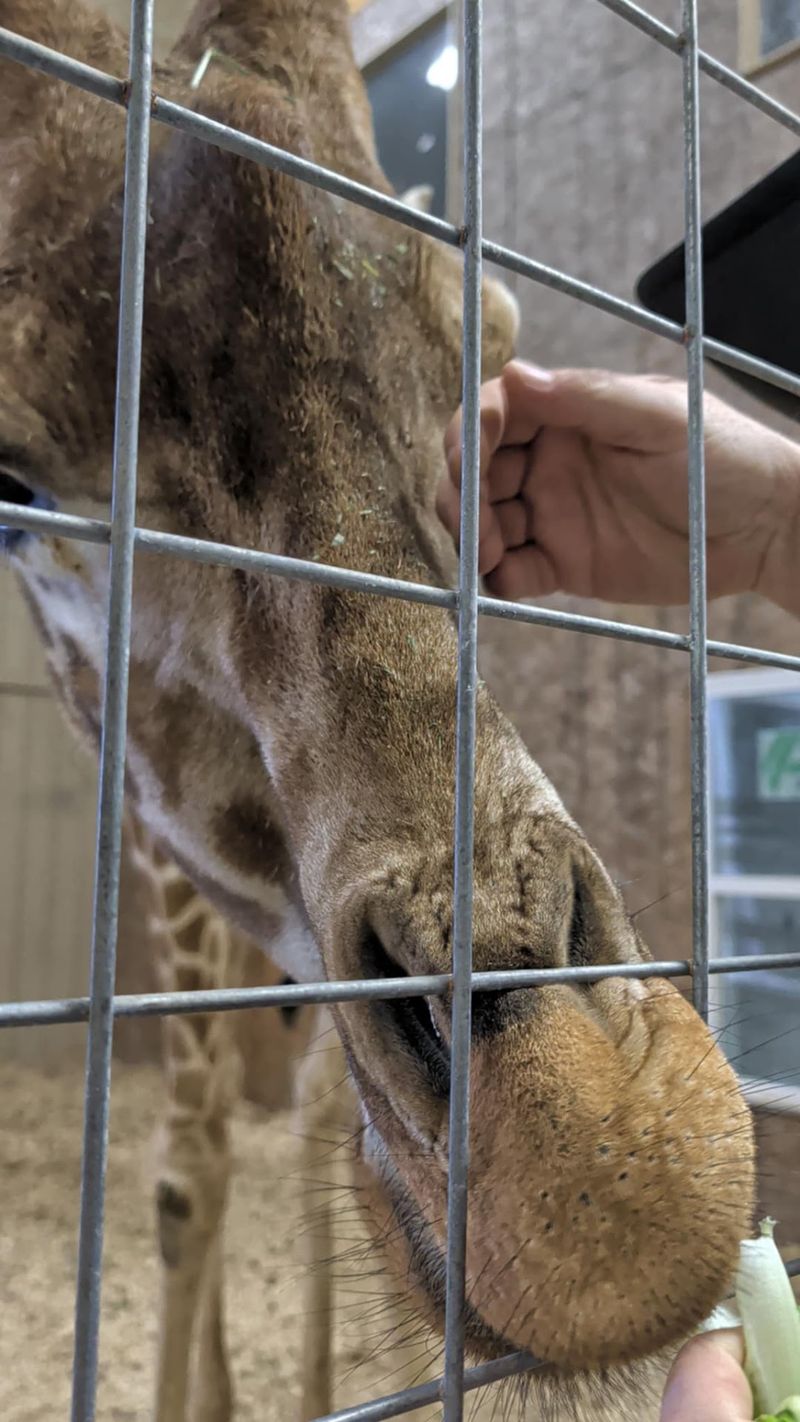 Yoshi the Giraffe - The Star of the Property