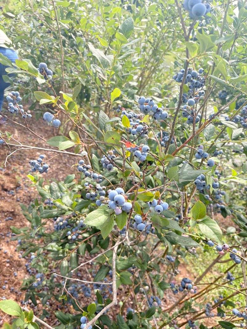 blueberry hill farm, Jonesborough, TN