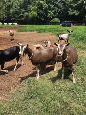 Split Creek Farm in Anderson, South Carolina Lets You Meet the Goats Before You Taste Their Fudge