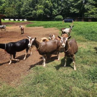 Split Creek Farm in Anderson, South Carolina Lets You Meet the Goats Before You Taste Their Fudge