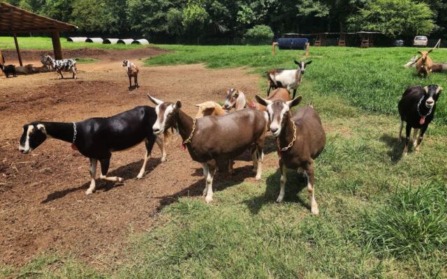 Split Creek Farm in Anderson, South Carolina Lets You Meet the Goats Before You Taste Their Fudge