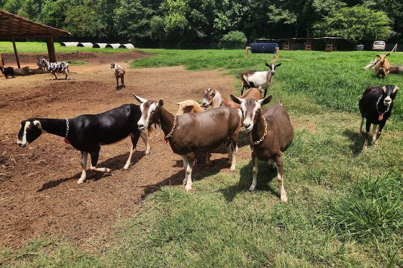 Split Creek Farm in Anderson, South Carolina Lets You Meet the Goats Before You Taste Their Fudge