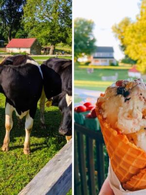 This Pennsylvania Farm Lets You Watch Robotic Milking Before Ordering Ice Cream Made From the Same Cows