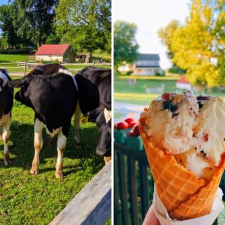 This Pennsylvania Farm Lets You Watch Robotic Milking Before Ordering Ice Cream Made From the Same Cows