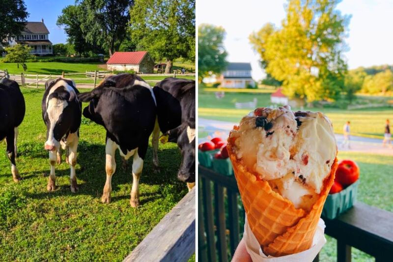 This Pennsylvania Farm Lets You Watch Robotic Milking Before Ordering Ice Cream Made From the Same Cows