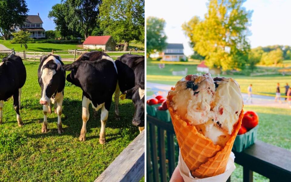 This Pennsylvania Farm Lets You Watch Robotic Milking Before Ordering Ice Cream Made From the Same Cows