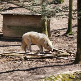 This Tennessee Mountain Park Lets You See Real Wolves Up Close, Then Cruise the Lake and Watch the Stars in a Planetarium