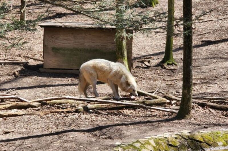 This Tennessee Mountain Park Lets You See Real Wolves Up Close, Then Cruise the Lake and Watch the Stars in a Planetarium