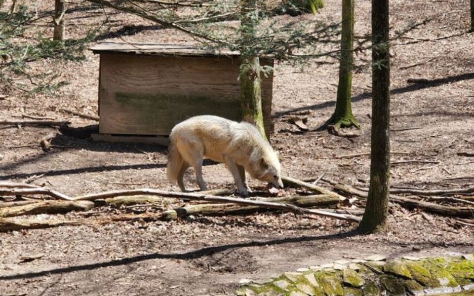 This Tennessee Mountain Park Lets You See Real Wolves Up Close, Then Cruise the Lake and Watch the Stars in a Planetarium