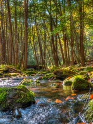 This Massive Pennsylvania Forest Spreads Across Rugged Ridges, Mountain Streams, and Remote Trails
