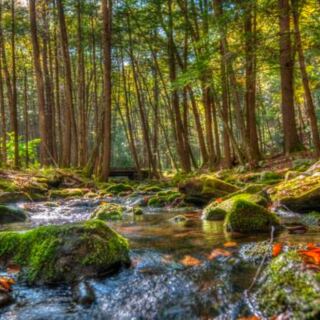 This Massive Pennsylvania Forest Spreads Across Rugged Ridges, Mountain Streams, and Remote Trails
