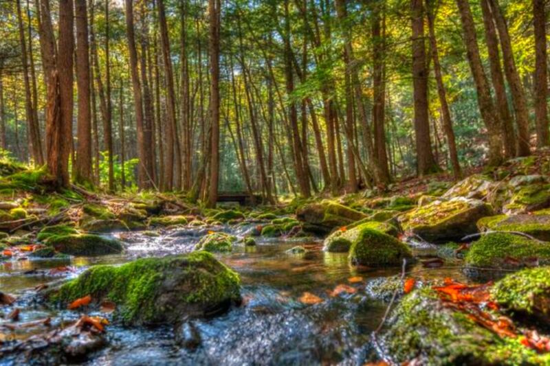This Massive Pennsylvania Forest Spreads Across Rugged Ridges, Mountain Streams, and Remote Trails