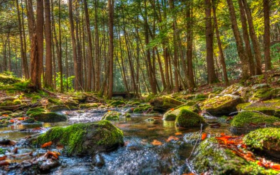 This Massive Pennsylvania Forest Spreads Across Rugged Ridges, Mountain Streams, and Remote Trails