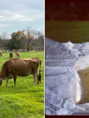On 500 New Jersey Acres, Pasture Milk Becomes Cheese That Keeps Winning Awards