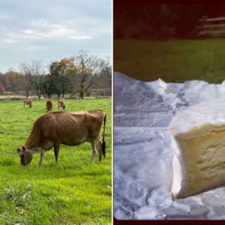 On 500 New Jersey Acres, Pasture Milk Becomes Cheese That Keeps Winning Awards