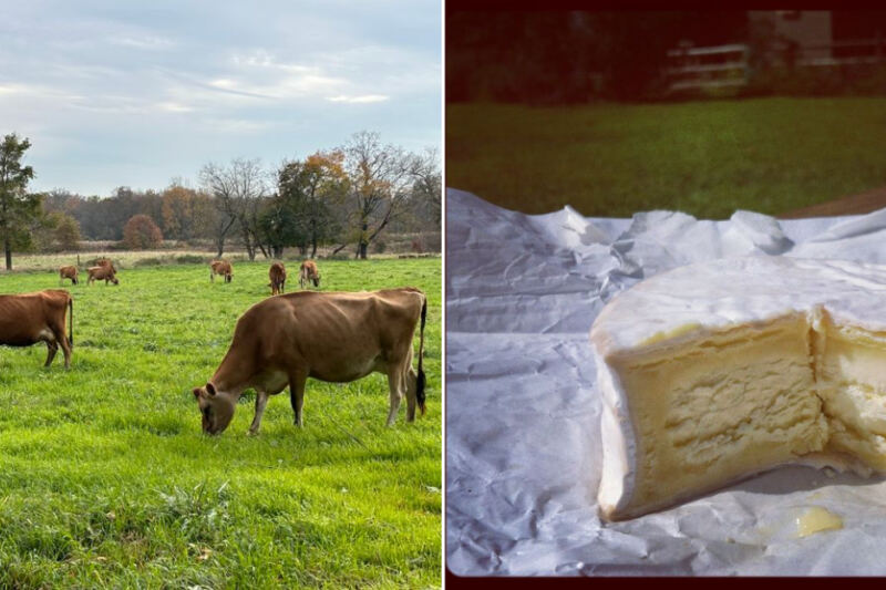 On 500 New Jersey Acres, Pasture Milk Becomes Cheese That Keeps Winning Awards