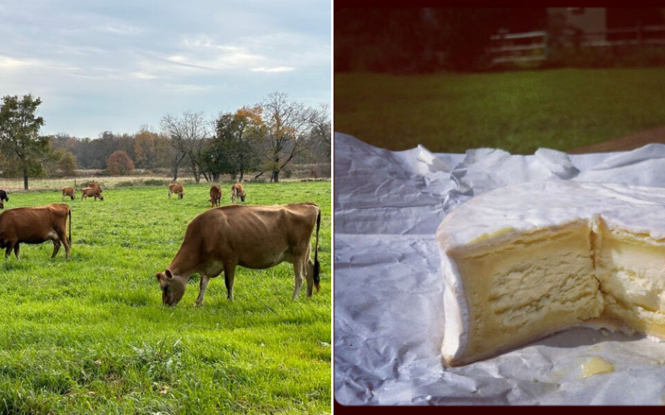 On 500 New Jersey Acres, Pasture Milk Becomes Cheese That Keeps Winning Awards