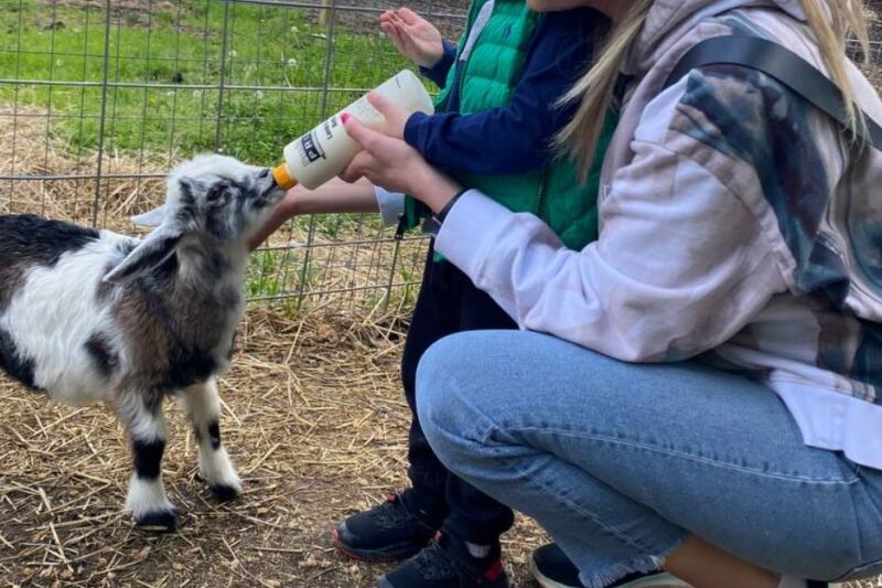 At This New Jersey Farm, You Cuddle Cows And Feed Baby Goats