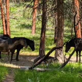 12 Montana Wildlife Viewing Destinations Worth Bringing Binoculars For
