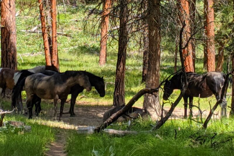 12 Montana Wildlife Viewing Destinations Worth Bringing Binoculars For