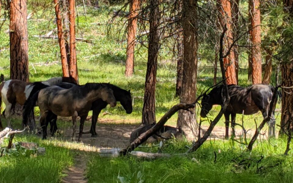 12 Montana Wildlife Viewing Destinations Worth Bringing Binoculars For