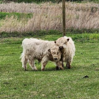 At This New Jersey Farm, You Brush Mini Highland Cows And Feed Them Cookies