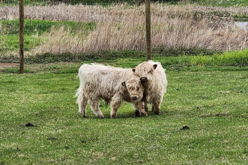 At This New Jersey Farm, You Brush Mini Highland Cows And Feed Them Cookies