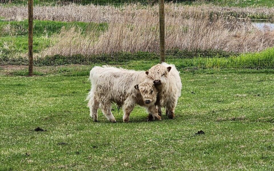 At This New Jersey Farm, You Brush Mini Highland Cows And Feed Them Cookies