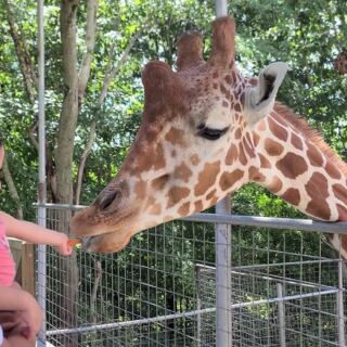 This Family-Owned Zoo in Troutman Lets You Hand-Feed Melvin the Giraffe