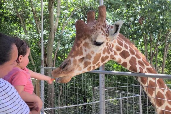 This Family-Owned Zoo in Troutman Lets You Hand-Feed Melvin the Giraffe