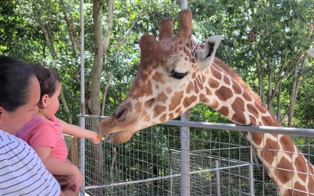 This Family-Owned Zoo in Troutman Lets You Hand-Feed Melvin the Giraffe