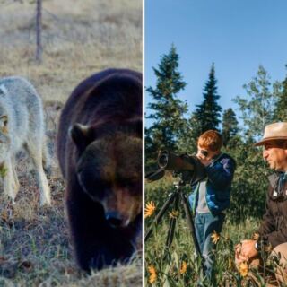 15 Places Where You Can Join a Guided Wolf-Watching Adventure