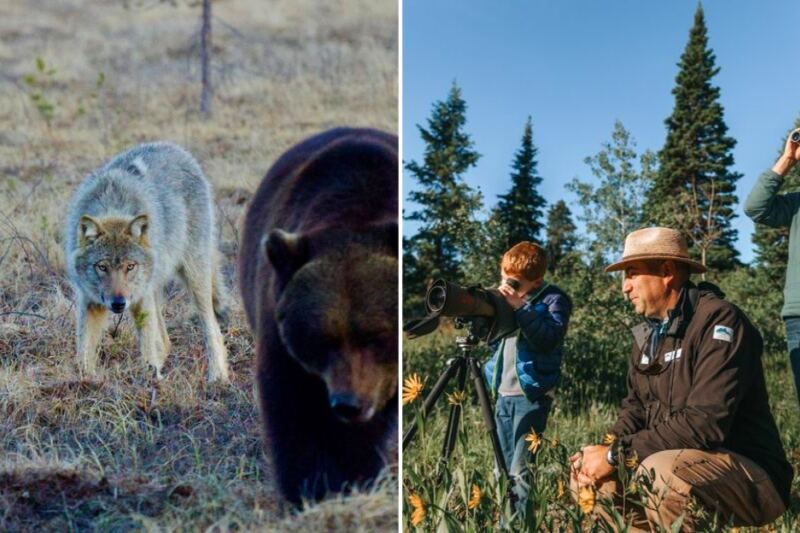 15 Places Where You Can Join a Guided Wolf-Watching Adventure