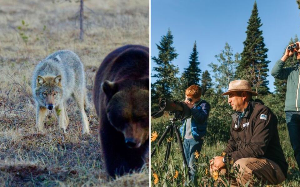 15 Places Where You Can Join a Guided Wolf-Watching Adventure