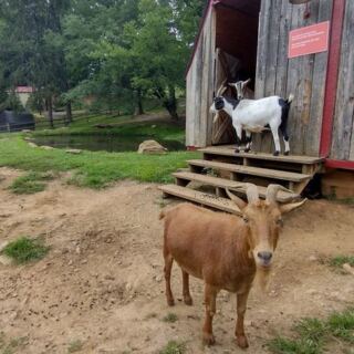 This 10-Acre North Carolina Sanctuary Gives Rescued Farm Animals a Second Chance You Won’t Want to Leave
