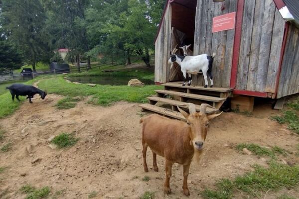 This 10-Acre North Carolina Sanctuary Gives Rescued Farm Animals a Second Chance You Won’t Want to Leave