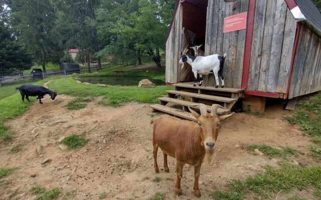 This 10-Acre North Carolina Sanctuary Gives Rescued Farm Animals a Second Chance You Won’t Want to Leave