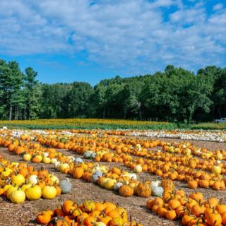 These 12 Massachusetts Fall Festivals Turn Ordinary Weekends Into Easy Insider Getaways This Season