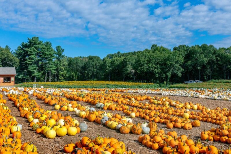 These 12 Massachusetts Fall Festivals Turn Ordinary Weekends Into Easy Insider Getaways This Season