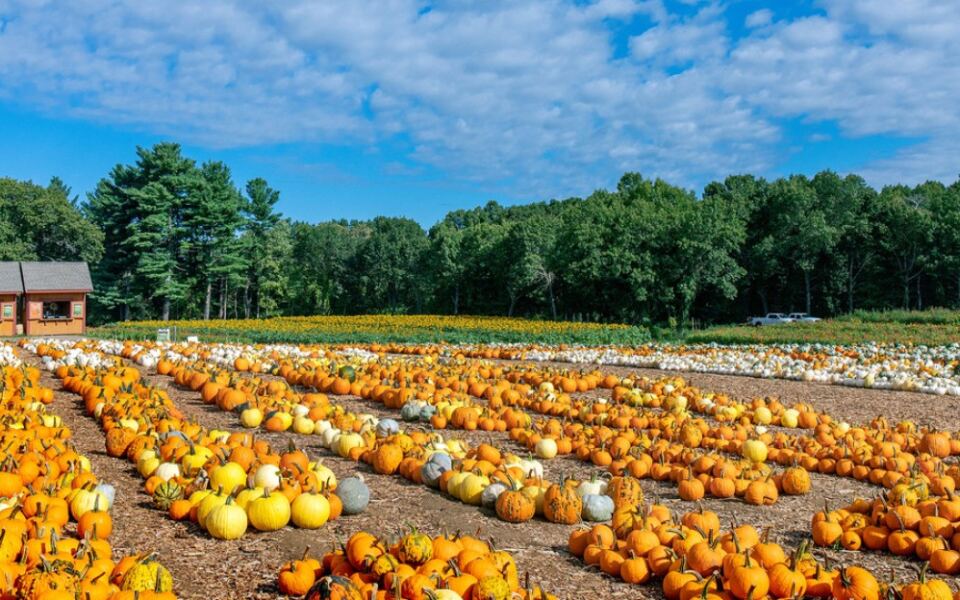 These 12 Massachusetts Fall Festivals Turn Ordinary Weekends Into Easy Insider Getaways This Season