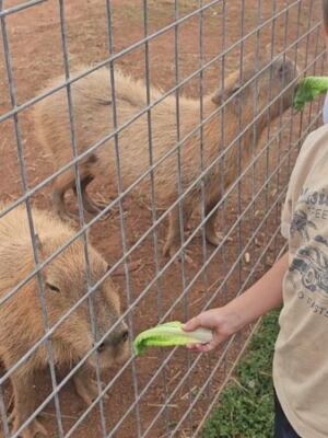 This North Carolina Animal Haven Lets You Get Nose-to-Nose With the World’s Largest Rodents