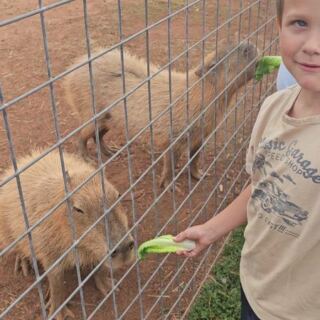 This North Carolina Animal Haven Lets You Get Nose-to-Nose With the World’s Largest Rodents