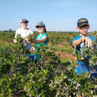 This Blueberry Farm Near Tulsa Lets You Pick Your Own by the Bucket for Just Five Dollars a Pound