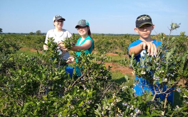 This Blueberry Farm Near Tulsa Lets You Pick Your Own by the Bucket for Just Five Dollars a Pound
