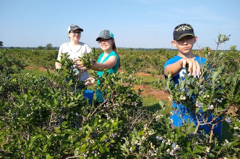 This Blueberry Farm Near Tulsa Lets You Pick Your Own by the Bucket for Just Five Dollars a Pound