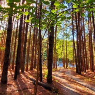 A Hidden New Jersey Trail Climbs Past High Bluffs And Trees Older Than America