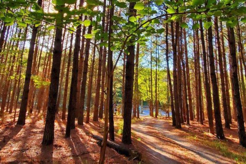 A Hidden New Jersey Trail Climbs Past High Bluffs And Trees Older Than America
